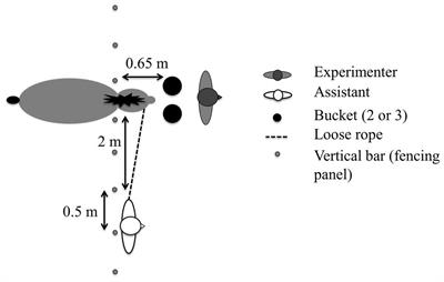 Frontiers Horses Solve Visible but Not Invisible Displacement